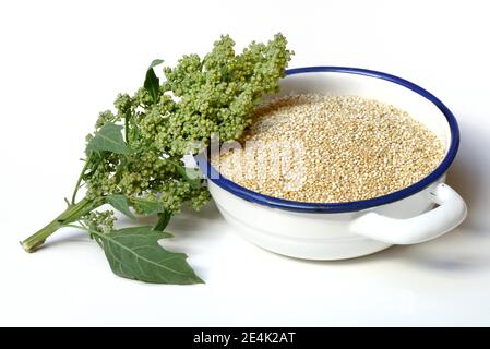 Quinoa in Schale, Quinoa Pflanze, Chenopodium Quinoa Stockfoto