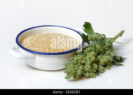 Quinoa in Schale, Quinoa Pflanze, Chenopodium Quinoa Stockfoto