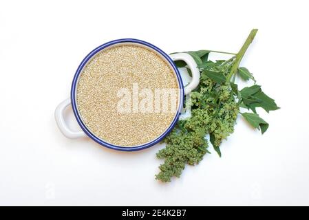 Quinoa in Schale, Quinoa Pflanze, Chenopodium Quinoa Stockfoto