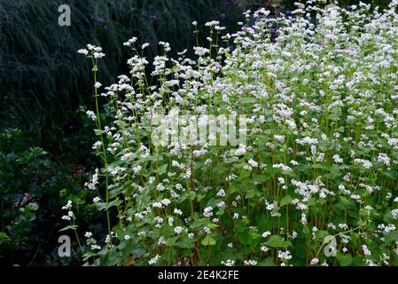 Echter Buchweizen, Polygonum fagopyrum Stockfoto