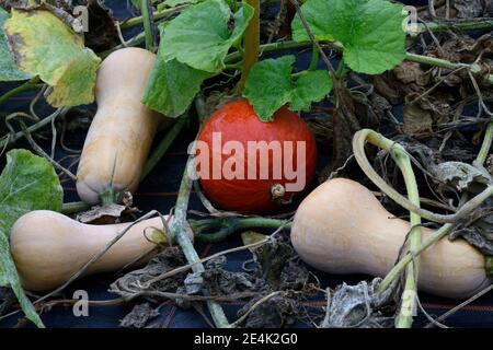 Hokkaido Kürbis und Butternut Kürbis mit verwelkten Blättern, Hokkaido Kürbis, Curcurbita maxima, Cucurbita mochata ( Cucurbita maxima) , Hokkaido Stockfoto