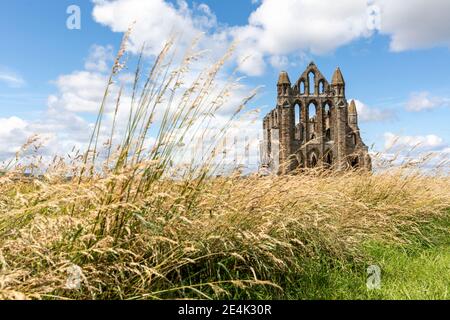 Whitby Abbey auf Grasland gegen bewölkten Himmel an sonnigen Tagen, Yorkshire, UK Stockfoto