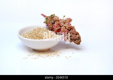 Quinoa in Schale und reifen Quinoa Zweig, Chenopodium Quinoa Stockfoto