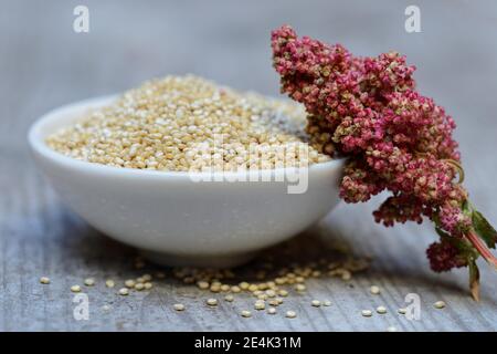 Quinoa in Schale und reifen Quinoa Zweig, Chenopodium Quinoa Stockfoto