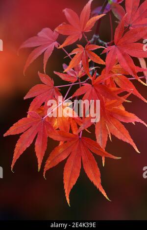 Ahornblätter in Herbstfarben, Acer palmatum, Fan Ahorn Stockfoto