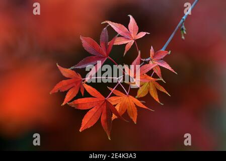 Ahornblätter in Herbstfarben, Acer palmatum, Fan Ahorn Stockfoto