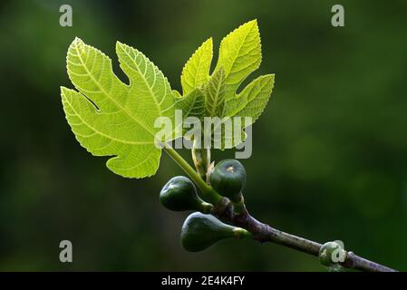 Feige, Blatttriebe mit Frucht, Ficus carica, Feige, Feigenbaum Stockfoto