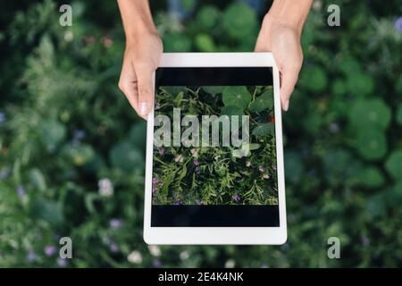 Die Hände der Frau fotografieren auf einem digitalen Tablet Stockfoto