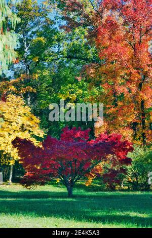 Bunte Herbstbäume über Gras im Park in Sonnenlicht Stockfoto