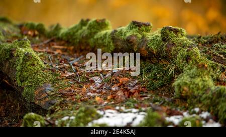 Eine Baumwurzel verläuft entlang des Bodens und erstreckt sich über das Laub und, bedeckt mit Moos und Flechten, mit einer kleinen Menge Schnee im Vordergrund. Stockfoto