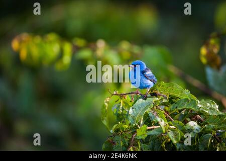 Blaues Dacnis, Dacnis cayana, im Regenwalddach des Soberania Nationalparks, Provinz Colon, Republik Panama, Zentralamerika. Stockfoto