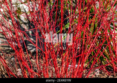 Cornus alba 'Sibirica' Strauch mit karmesinroten Stielen im Winter und roten Blättern im Herbst allgemein bekannt als sibirischer Dogwood, Stock Foto Bild Stockfoto