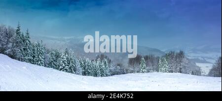 Panorama von verschneiten Berghang mit Weihnachtsbäumen auf einem Hintergrund der Berge und blauer Himmel Stockfoto