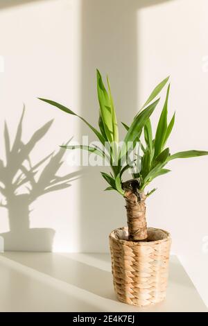 Yucca Palme in einem Strohtopf und Schatten auf einem Weiße Wand Stockfoto