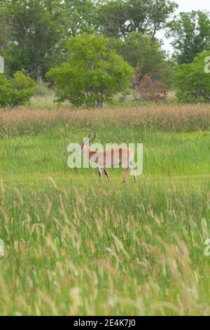 Lechwe, Rot (Kobus leche). Männlich. Gerippte Hörner. Hinterviertel höher als Schultern, dunkelschwarze Linien an der Vorderseite der Beine, beide Geschlechter. Stockfoto