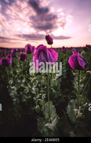 Landschaft mit schönen Sonnenuntergang über Mohnfeld Stockfoto