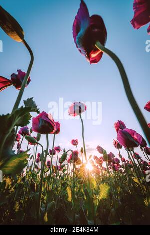 Landschaft mit schönen Sonnenuntergang über Mohnfeld Stockfoto