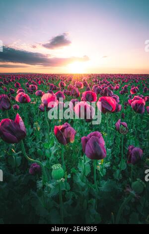 Landschaft mit schönen Sonnenuntergang über Mohnfeld Stockfoto