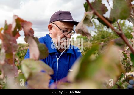 Ältere männliche Bauer Ernte in der Traubenfarm Stockfoto