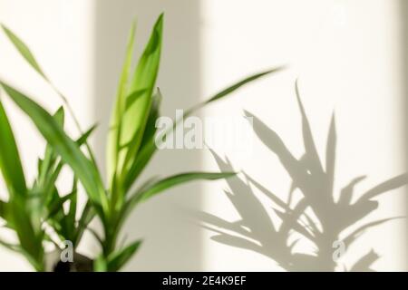 Palmenjucca und Schatten auf einer weißen Wand Stockfoto