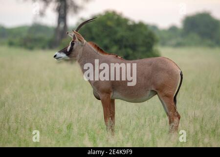 Roan Antelope (Hippotragus equinus). Weiblich. Beide Geschlechter haben scimitarförmige Hörner. Schwarze und weiße Gesichtsmarkierungen. Nasse Jahreszeit gute Fütterungsnahrung Stockfoto