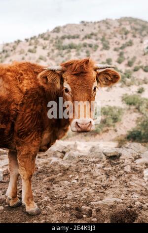 Porträt einer braunen Kuh, die im Freien steht Stockfoto