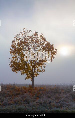 Warmia und Masuren, Ahorn, frostiger Morgen, Frost, Polen, Europa Stockfoto