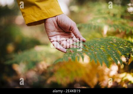 Womans Hand berühren Farn im Wald Stockfoto