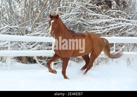 Schöne Sportpferdepisten im Winter Bauernhof Paddock Stockfoto