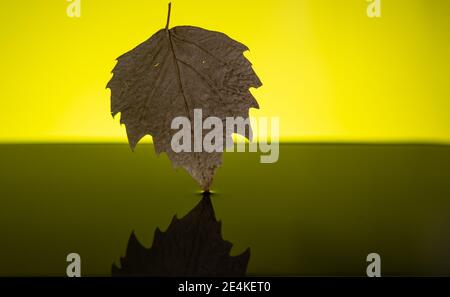 Ein Blatt, das in einen Wasserkörper fällt. Stockfoto
