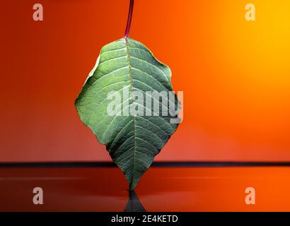 Ein Blatt, das in einen Wasserkörper fällt. Stockfoto