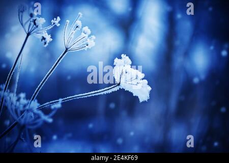 Ein trockener, verwelkter Graszweig ist mit Schnee und Frost bedeckt, und an einem kalten Wintertag fallen Schneeflocken vom Himmel. Januar. Winter Natur in der fo Stockfoto