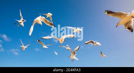 Schar von Möwen, die gegen den blauen Himmel fliegen Stockfoto