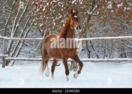 Schöne Sportpferdepisten im Winter Bauernhof Paddock Stockfoto