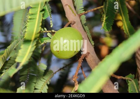 Phyllanthus emblica (emblische Myrablan, Malacca-Baum, indische Stachelbeere, Amla, Amalaka) : eine Erscheinung bunt von runden harten Früchten, gelbgrün. S Stockfoto