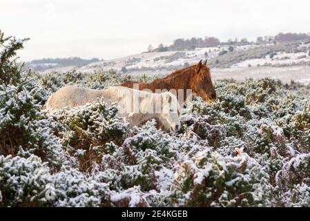 New Forest Ponys fressen im Winter schneebedeckte Ginstersträucher, Hampshire, Großbritannien Stockfoto