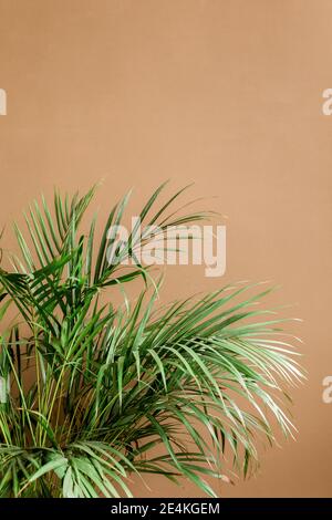 Exotische tropische grüne Palmenblätter, Verzweigungen auf braunem Hintergrund mit Leerzeichen für Text. Flach liegend, Draufsicht Stockfoto