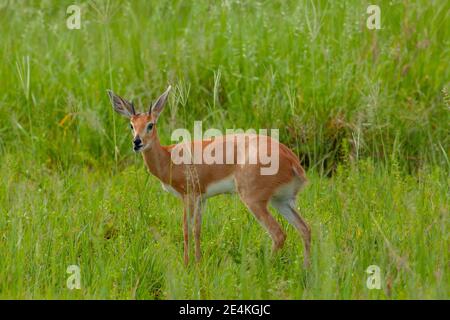 Steenbok (Raphicerus campestris) Männchen, mit Hörnern. Profil. Große weit gestellte Ohren, Blattmuster innen, glatte Hörner, rote Schwanz Identifikationsmerkmale. Stockfoto