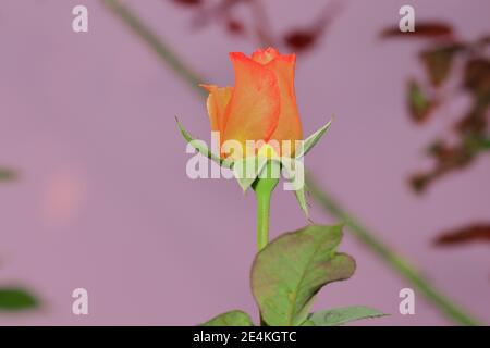 Blühende Orangenrose wächst im Garten aus nächster Nähe. Orange Rose mit Knospe blüht auf dem Garten Hintergrund mit Bokeh, Stockfoto