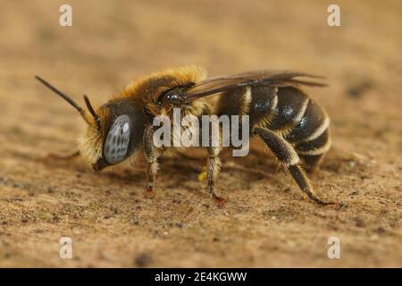 Nahaufnahme eines männlichen und schönen blauäugigen Stachelmason Bee, Osmia spinulosa Stockfoto
