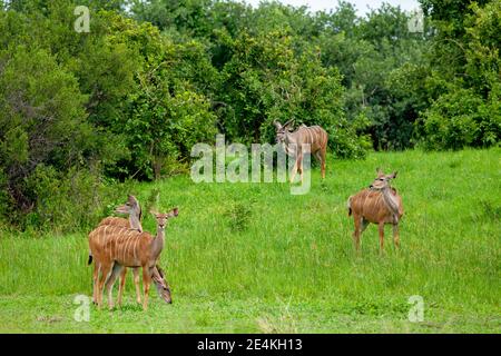 Kudu (Tragelaphus strepsiceros). Männchen, gehörnt, Hintergrund, vier hornlos, Weibchen, in offener Lichtung zwischen Akazienbuschwald Stockfoto