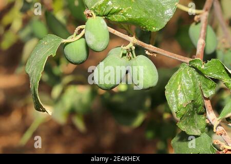 Frische Ziziphus mauritiana Baum mit Früchten, indischer Apfel (Ziziphus mauritiana) oder Putsa Frucht (einige nennen es Futsa oder phutsa), in Englisch Putsa ist c Stockfoto