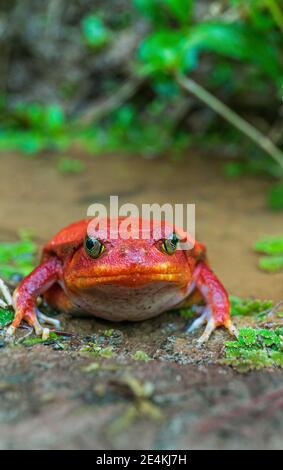 Ein Tomatenfrosch (Dyscophus Antongilii) Stockfoto