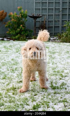 Schöner beigefarbener Labradoodle Hund, der auf schneebedecktem Gras in einem Garten steht und direkt auf die Kamera schaut Stockfoto