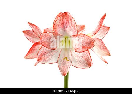 Nahaufnahme von schönen rosa und weißen Amaryllis Blumen vor einem schlichten weißen Hintergrund fotografiert. Die Amaryllis Sorte wird Apfelblüte genannt Stockfoto