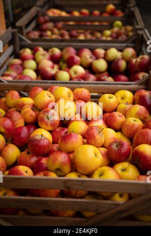 Rote und gelbe Bio-Äpfel in Holzkisten. Frisch geerntet und jetzt zum Verkauf auf dem Bauernmarkt. Foto aufgenommen in Schweden. Stockfoto