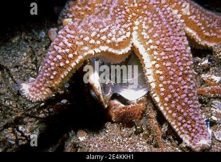 Seesterne (Asterias rubens), die sich an einer Krabbe ernähren, Großbritannien. Stockfoto