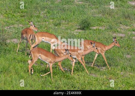 Impala (Aepyceros melampus). Herde Weibchen suchen Wasser aus niedrigen Boden hohl, die in der Regel füllt nach Regen. Versuchen Sie, den Durst zu befriedigen. Stockfoto