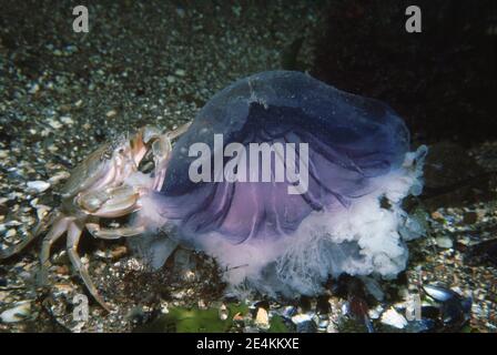 Hafenkrabbe (Liocarcinus depurator), die sich auf einer blauen Qualle (Cyanea lamarckii) auf dem Meeresboden ernährt. Stockfoto