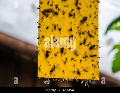 Gelbe Insektenfalle im Garten Stockfoto